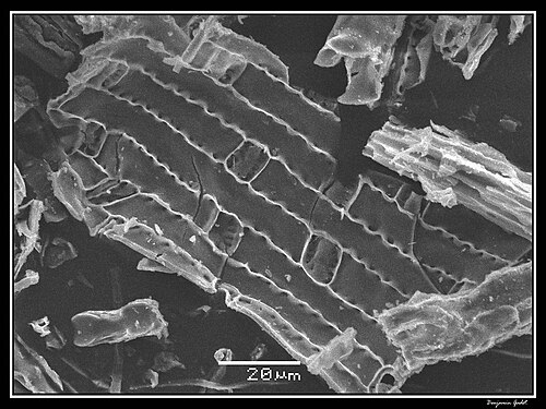 Elephant grass phytolith processed by dry ashing