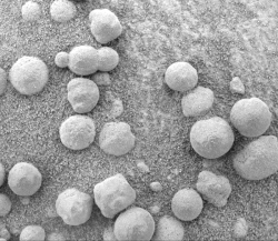 "Blueberries" (hematite spheres) on a rocky outcrop at Eagle Crater. Note the merged triplet in the upper left.