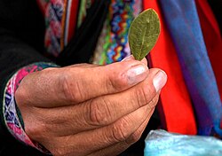 Man holding coca leaf in Bolivia
