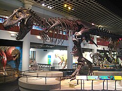 A complete Tyrannosaurus rex fossil on display with other dinosaur specimens at the Academy of Natural Sciences
