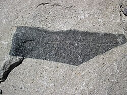Gabbroic xenolith in andesite, Tertiary of Wyoming, United States