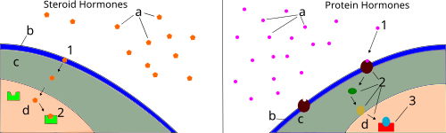The left diagram shows a steroid (lipid) hormone (1) entering a cell and (2) binding to a receptor protein in the nucleus, causing (3) mRNA synthesis which is the first step of protein synthesis. The right side shows protein hormones (1) binding with receptors which (2) begins a transduction pathway. The transduction pathway ends (3) with transcription factors being activated in the nucleus, and protein synthesis beginning. In both diagrams, a is the hormone, b is the cell membrane, c is the cytoplasm, and d is the nucleus.