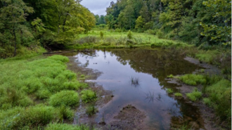 A wetland in the Chesapeake Bay drainage basin in Mallows Bay Park in Charles County, Maryland, in the United States.