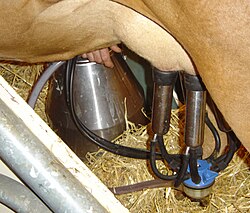 A milking machine in action