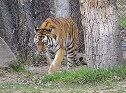 Siberian tiger at ZooMontana