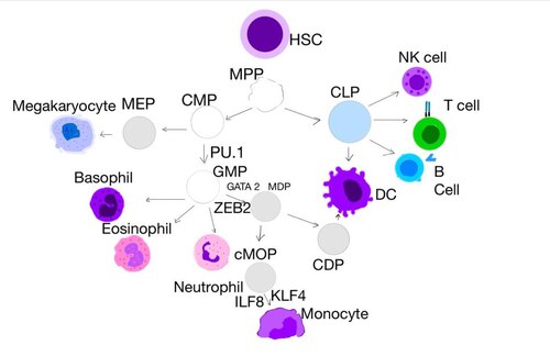 Diagram of hematopoiesis from HSC, showing a separate dendritic cell lineage via CDP (Common Dendritic-cell Progenitor).