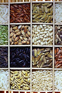 A few of the many cultivars in IRRI's rice seed collection