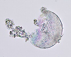 Individual diatom cell walls often maintain their shape even in commercially processed filter media, such as this one for swimming pools.