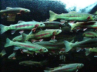 Golden trout, Oncorhynchus aguabonita