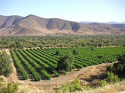 Many of Chile's vineyards are found on flat land within the foothills of the Andes.