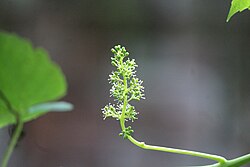 Grape flower buds during flowering period.