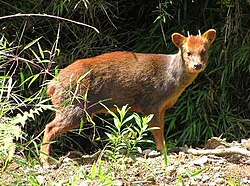 Pudú, one of the world’s smallest deer species, in grassland