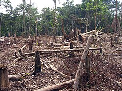 Deforestation in Colombia