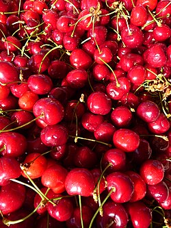 Prunus avium, sweet cherry