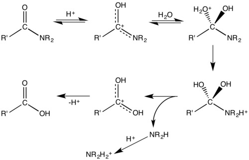 Mechanism for acid-catalyzed hydrolysis of an amide.