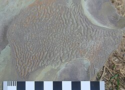 Fossil Kinneyia-like structure in the Grimsby Formation (Silurian) exposed in Niagara Gorge, New York
