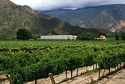 A winery located between the mountains in Cafayate.
