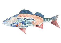 Cutaway diagram showing various organs of a fish