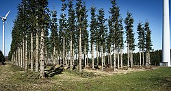Exploitation of brushwood at the Golden Steinrueck, Vogelsberg