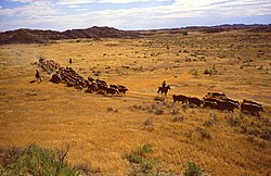 Overgrazing by livestock can lead to land degradation.