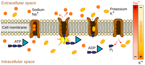 The action of the sodium–potassium pump is an example of primary active transport. The two carrier proteins embedded in the cell membrane on the left are using ATP to move sodium out of the cell against the concentration gradient; The two proteins on the right are using secondary active transport to move potassium into the cell. This process results in reconstitution of ATP.