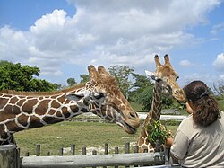 Samburu Giraffe Feeding Station