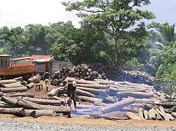 Illegal logging in Madagascar. In 2009, the vast majority of the illegally obtained rosewood was exported to China.