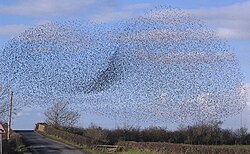 Recent studies of starling flocks have shown that each bird modifies its position, relative to the six or seven animals directly surrounding it, no matter how close or how far away those animals are.[7] Murmurations of starlings