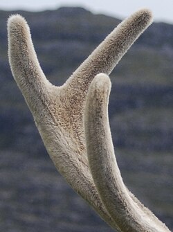 Velvet covers a growing antler and provides it with blood, supplying oxygen and nutrients.