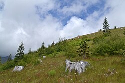 View of the hillside at the Johnston Ridge Observatory (named for David A. Johnston), July 16, 2016, 36 years after the eruption, showing recovering plant growth