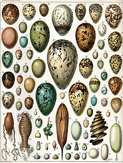 Eggs of various birds, a turtle, various cartilaginous fish, a cuttlefish and various butterflies and moths. (Click on image for key)
