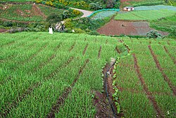 Garlic fields, India