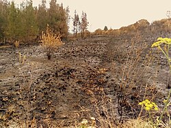 Charred shrubland in suburban Sydney (2019–20 Australian bushfires)