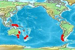 The Nothofagus plant genus illustrates the distribution on fragments of the old supercontinent Gondwana: Australia, New Guinea, New Zealand, New Caledonia, Argentina, and Chile.
