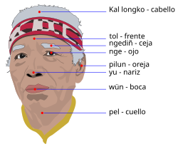 Names of the parts of the head in Mapudungun and Spanish