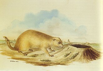 Prairie dog by Titian Ramsay Peale, c. 1819–1821