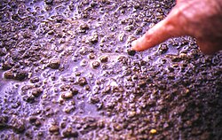 Rill initiation: the finger is pointing at a headcut which has just been incised by runoff which is flowing from right to left