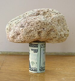 A 15-centimeter (5.9 in) piece of pumice supported by a rolled U.S. $20 bill demonstrates its very low density.