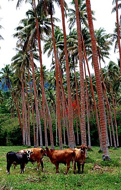 Commercial agriculture, North Efate