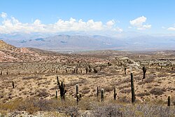 The High Monte landscape in Los Cardones National Park.