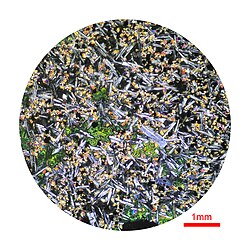 Photomicrograph of a thin section of basalt from Bazaltove, Ukraine