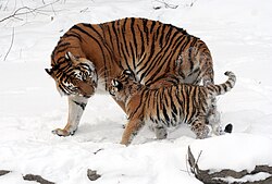 A Siberian tigress and cub