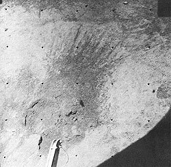 Surveyor 6 effects of the vernier-rocket engine blast on the double imprint previously made in the lunar surface by one of the spacecraft's crushable blocks during the initial touchdown