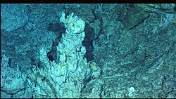 A white carbonate spire in the Lost City hydrothermal field