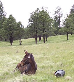 A mule resting in Valle Jaramillo during an endurance race; trees in the background lack lower branches due to browsing.