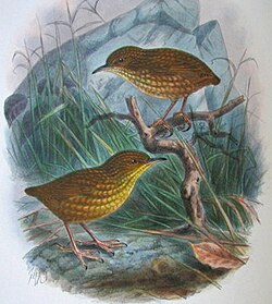 Lyall's wren became extinct within two years of the introduction of cats to Stephens Island.