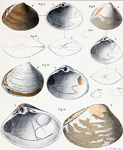 Species drawing by Philippi