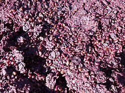One traditional way of providing nutrients for the yeast is the ripasso method where the leftover grape skins and pomace (pictured) from a previous fermentation is added to a newly fermenting wine.
