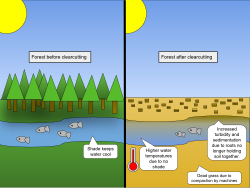A forest before and after clearcutting