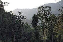 Canopy layers of primary tropical forest, Thailand